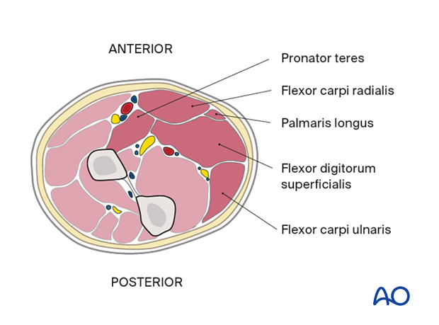 Proximal forearm - superficial flexor compartment