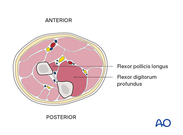 Proximal forearm – deep flexor compartment