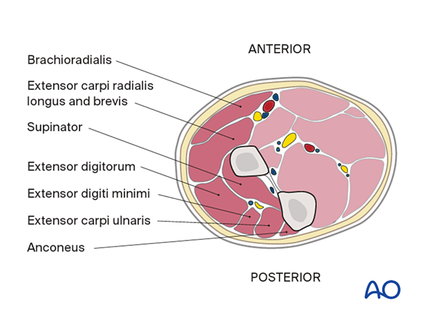 Proximal forearm – extensor compartment