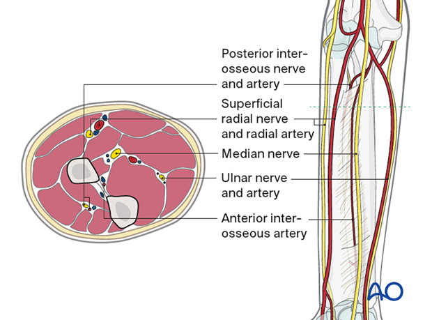 Proximal forearm – neurovascular anatomy