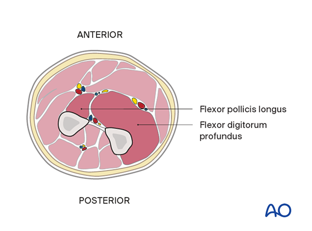 Mid forearm - deep flexor compartment