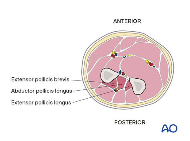 Mid forearm - extensor compartment