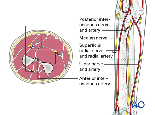 Mid forearm - neurovascular anatomy