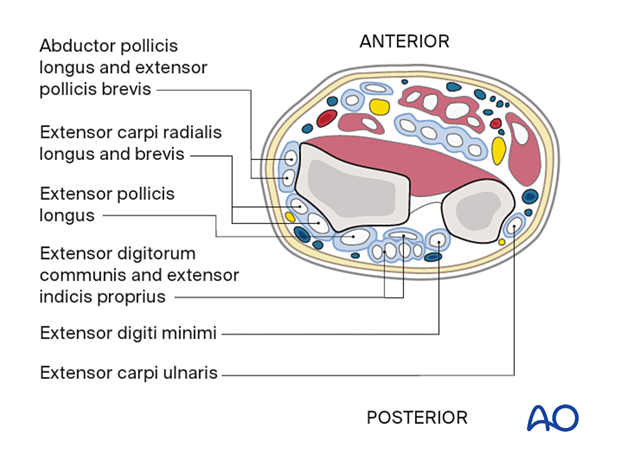 Distal forearm - extensor compartment