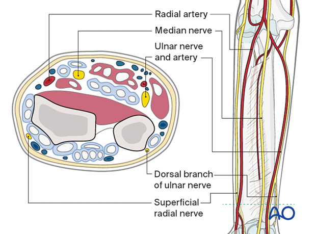 Distal forearm - neurovascular anatomy