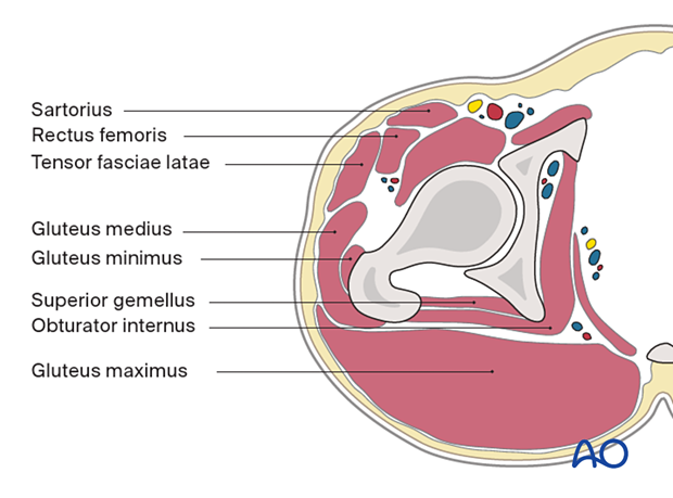 Gluteal region – muscular anatomy