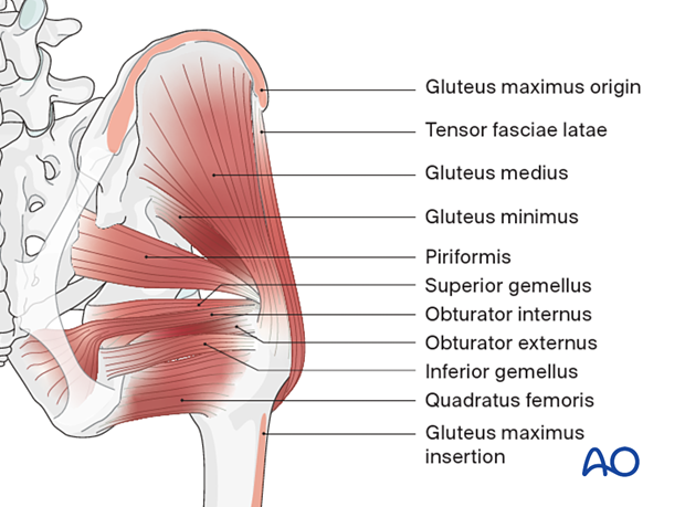Gluteal region – muscular anatomy