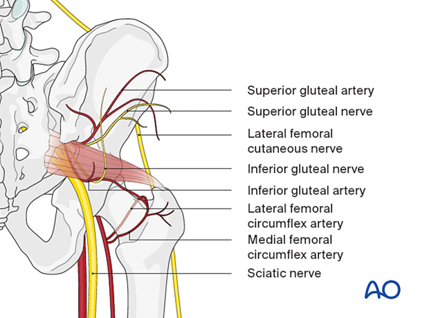 Gluteal region – neurovascular anatomy
