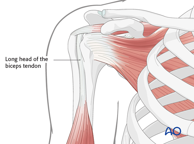 Tendon of the long head of the biceps 
