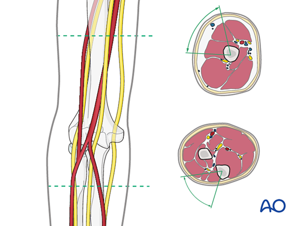 Neurovascular anatomy in the middle third of the humerus and proximal forearm
