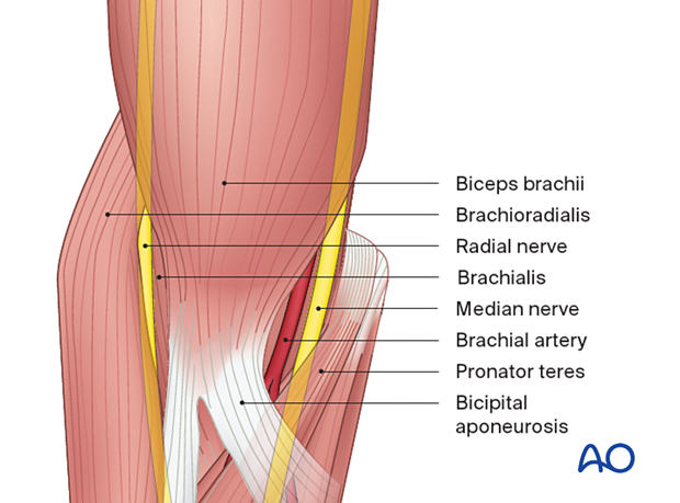 The median nerve crosses the anterior capsule of the elbow joint, running into the forearm between the two heads of the pronator teres.