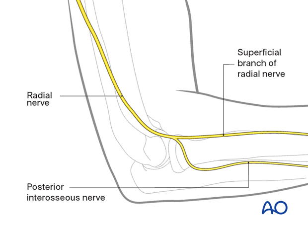 Radial nerve anatomy