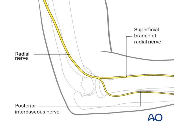 Neurological anatomy, protection, and handling