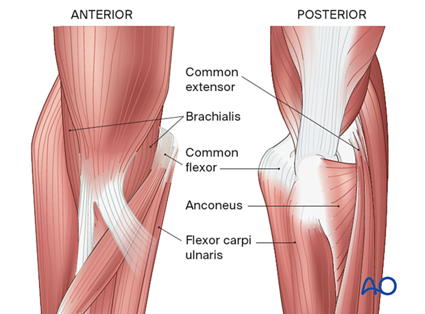 Periarticular stabilizing muscles around the elbow