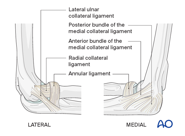Ligaments around the elbow