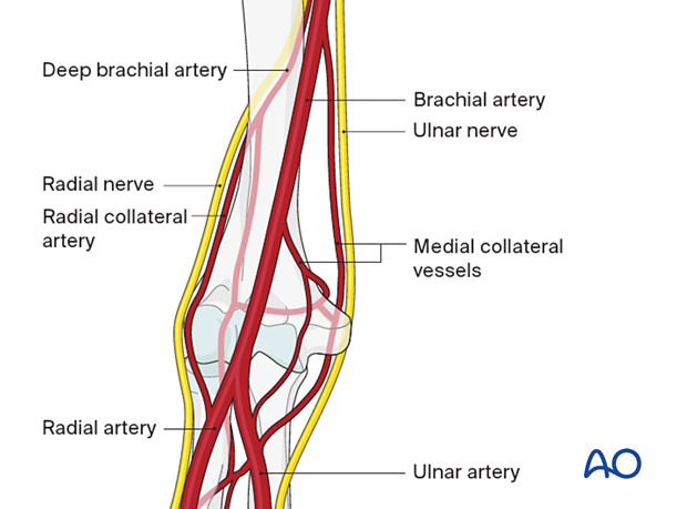 Vascularization around the elbow
