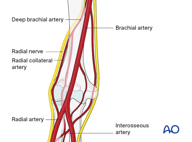 Lateral and medial collateral vessels of the elbow