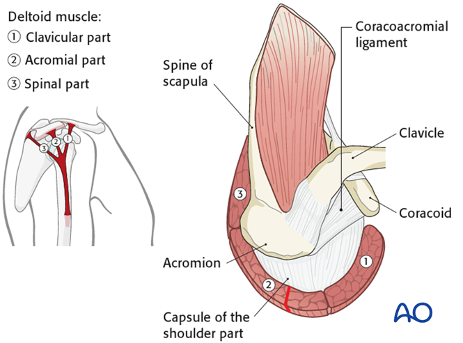 Superior scapular approach