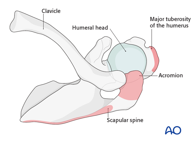 Anatomical landmarks