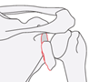 scapula
