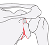 scapula