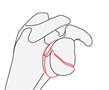 scapula
