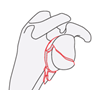 scapula