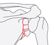 scapula