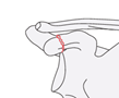 scapula