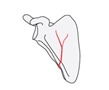 scapula