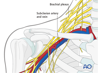 Superior Approach To The Clavicle