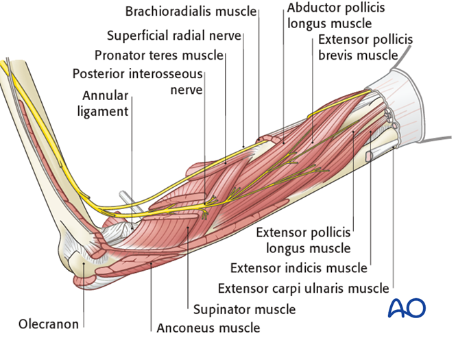 Principles underlying forearm shaft fracture treatment