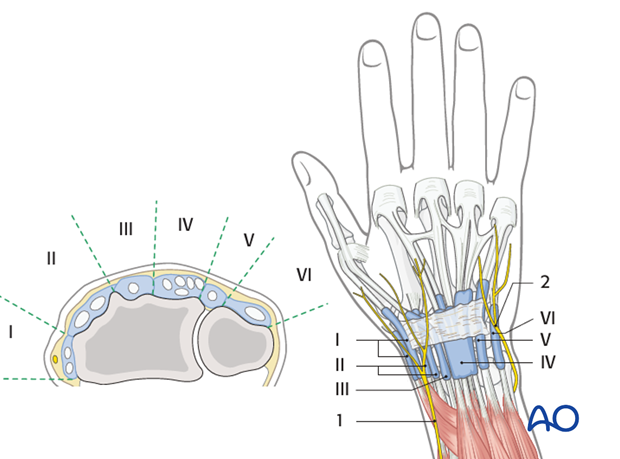 anatomy of the distal forearm
