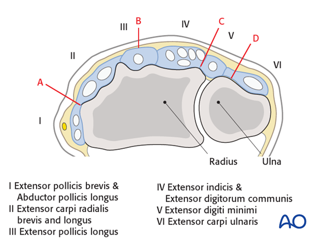 Dorsal Approach To The Distal Forearm 9714