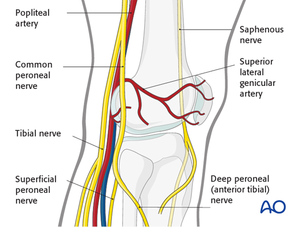 Neurovascular system around the knee