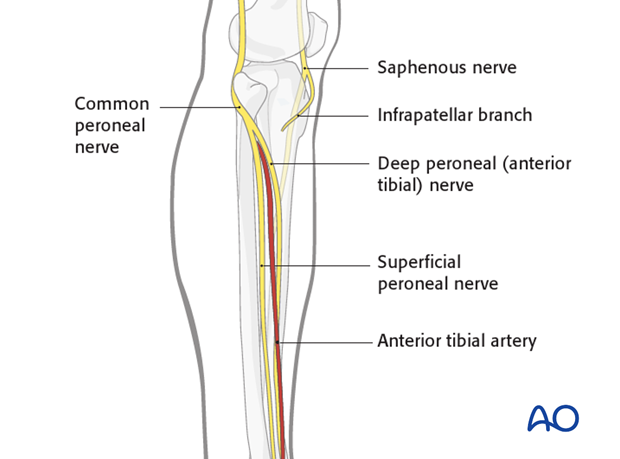 Common peroneal nerve - Saphenous nerve