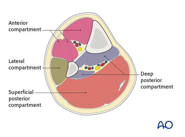 posterior tibial artery cross section