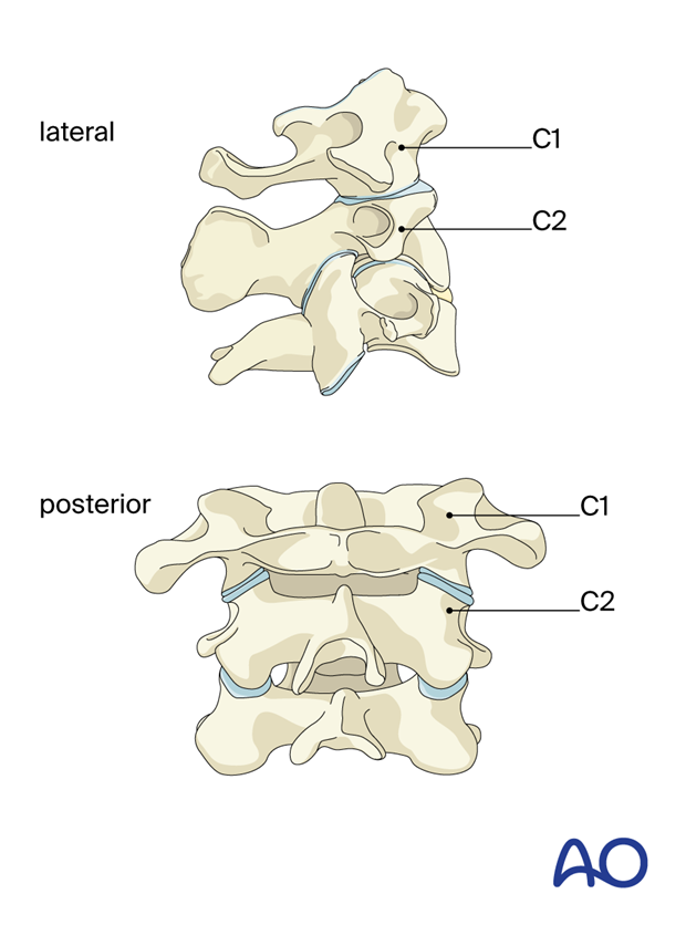 C1 and C2 are anatomically unlike any other vertebrae in the spine.