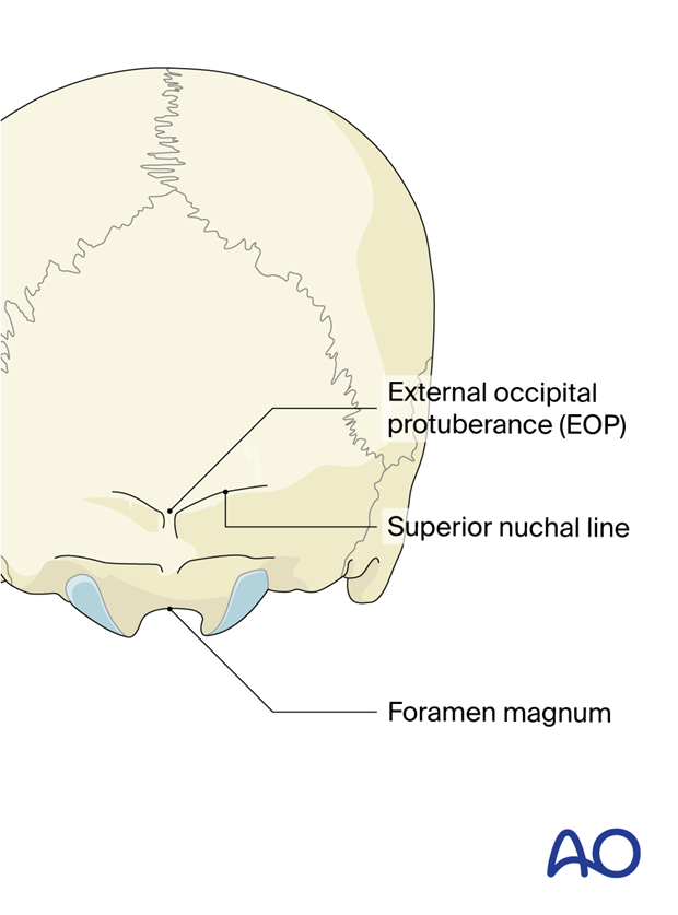 External occipital protuberance, superior nuchal line, foramen magnum