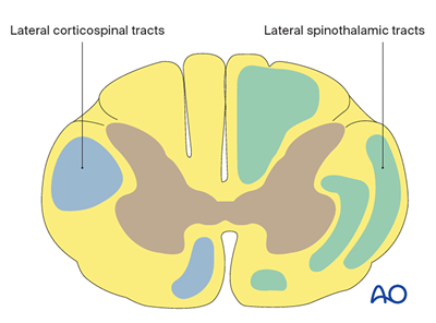 Patient examination: Neurological evaluation
