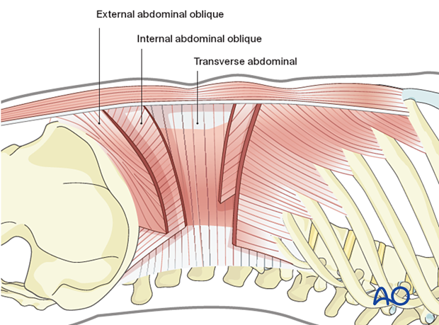 Abdominal wall muscles