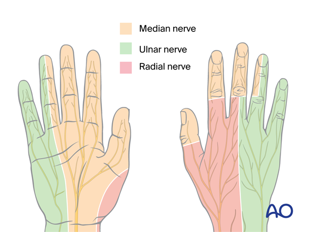 Sensory innervation of the median, ulnar, and radial nerve on the palmar and dorsal aspect of the hand