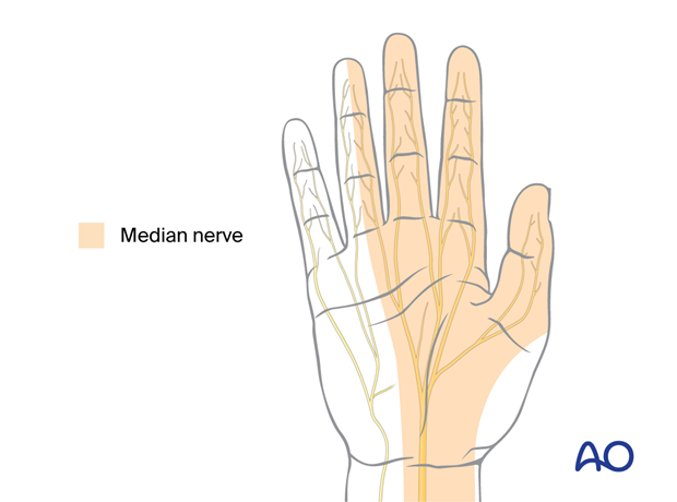 Sensory innervation of the median nerve on the palmar aspect of the hand