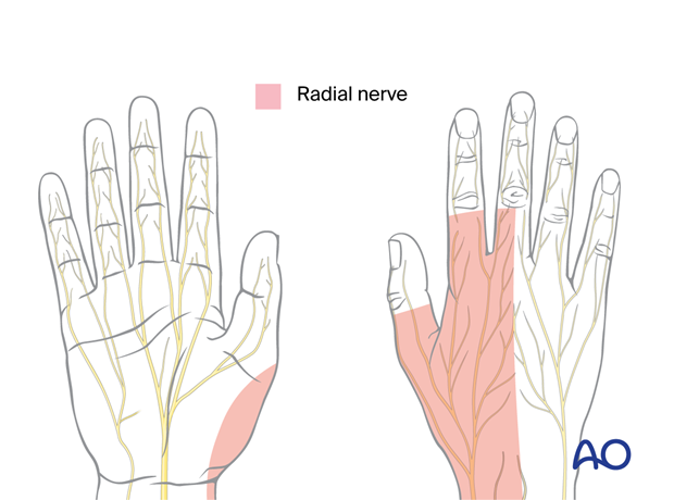 Sensory innervation of the radial nerve on the palmar and dorsal aspect of the hand