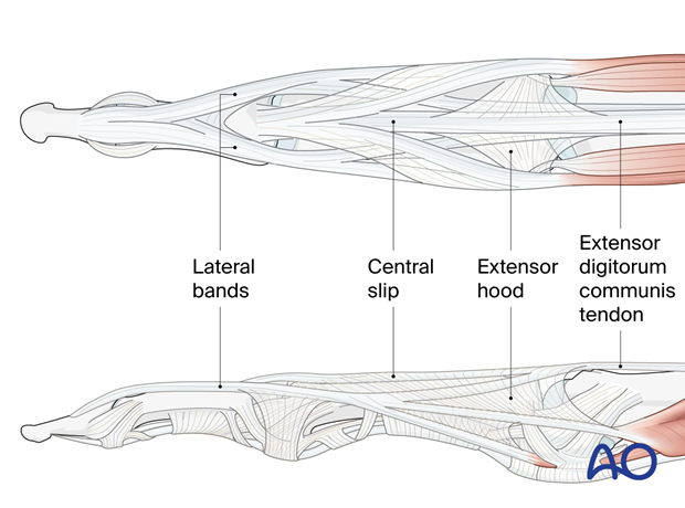 Anatomy of the extensor tendon mechanism of the finger