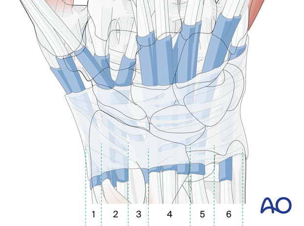 Extensor retinaculum