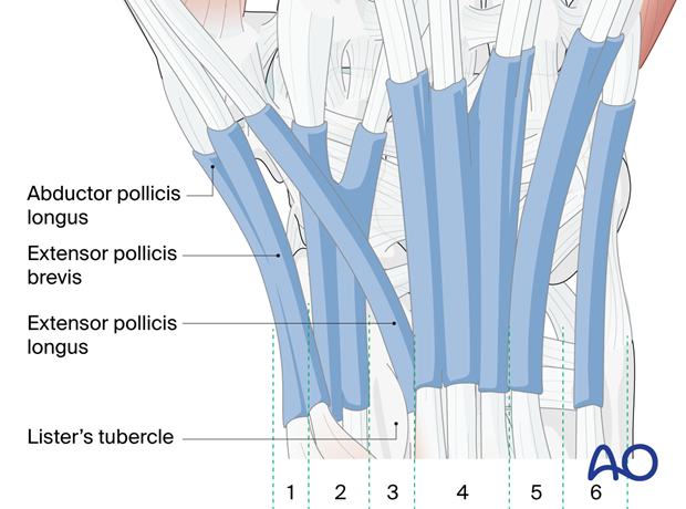 Extensor tendon mechanism of the thumb