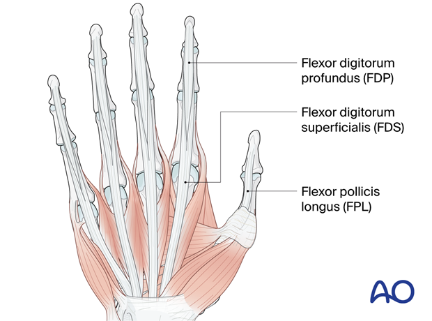 Palmar aspect of the hand with flexor tendons