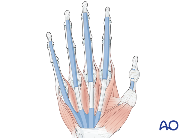 Palmar aspect of the hand with synovial sheaths