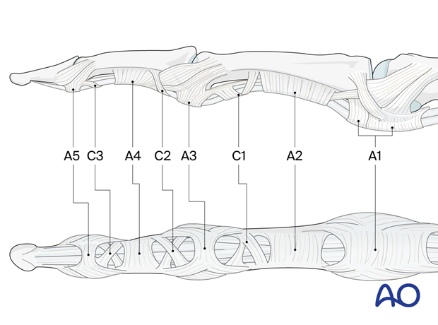 Pulley system of the flexor tendons in the finger